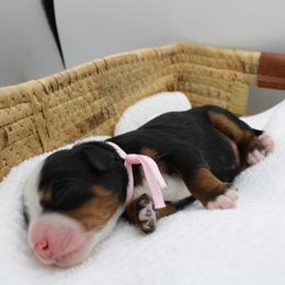 Girl 1 - female Bernedoodle puppy in Saratoga Springs, Utah from Saratoga Springs Doodles