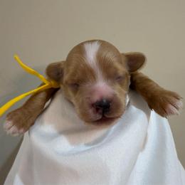 Yellow collar - Male - Apricot male Goldendoodle puppy in Cape Coral, Florida from Nay Nays Mini Doodles