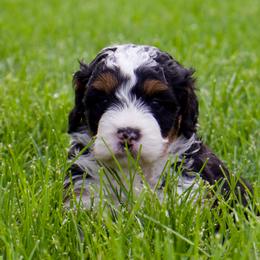 Grumpy - male Australian Mountain Doodle puppy in Decatur, Illinois from Signature Doodles