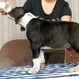 Great Dane and Pug Puppies from Viking Kennel