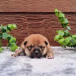 Dusty - Red male Shiba Inu puppy in Clayton, Illinois from Adorable-Puppies