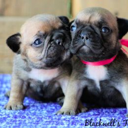 American Bulldog and French Bulldog Puppies from Blackwell's American & French Bulldogs