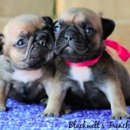 American Bulldog and French Bulldog Puppies from Blackwell's American & French Bulldogs