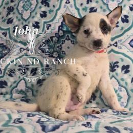 John - Blue male Australian Cattle Dog puppy in Silsbee, Texas from Rockin ND Ranch