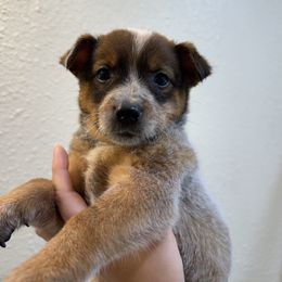 Ruby - Red mottled female Australian Cattle Dog puppy in Oberlin, Kansas from Hangin R Kennels