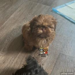 Teddy - Chocolate male Shih Tzu puppy in Walkertown, North Carolina from Lil’ Bit’s Shih Tzu