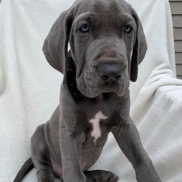 Great Danes from Beaver Creek Danes
