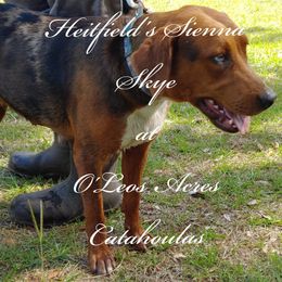 Sienna Skye - Catahoula Leopard Dog