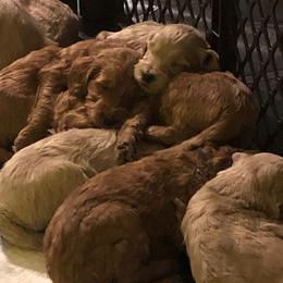 Goldendoodle Puppies from Da Ruba Doodles