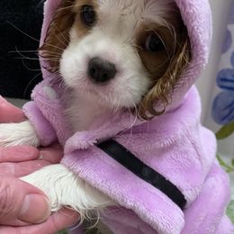 Cavalier King Charles Spaniel Puppies from Central Valley Cavaliers