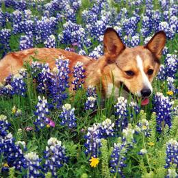 Pembroke Welsh Corgis from Hill Country Corgis