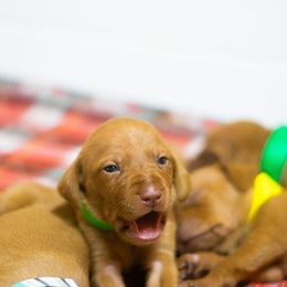 German Shorthaired Pointer, Vizsla, and Weimaraner Puppies from Nosam kennels