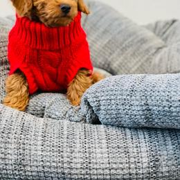 Goldendoodle Puppies from Sunnydoodle Utah