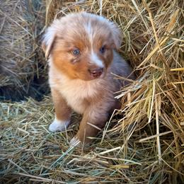 Buck - Red merle male Miniature Australian Shepherd puppy in Lakeport, California from Akins Aussies/Wild Rose Ranch
