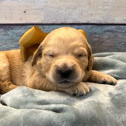 Gemma - Cream female Goldendoodle puppy in The Woodlands, Texas from Gracie's Goldendoodles and Bernedoodles