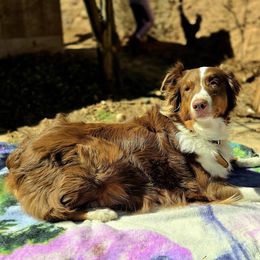 Penny - Australian Shepherd