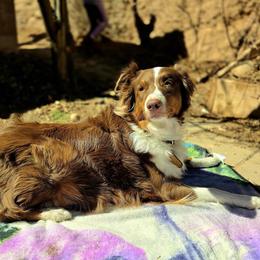 Penny - Australian Shepherd