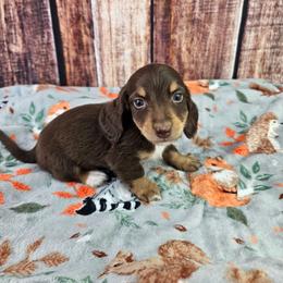 Apollo - Chocolate and tan male Dachshund puppy in Malad City, Idaho from Mountain Sage Dachshunds
