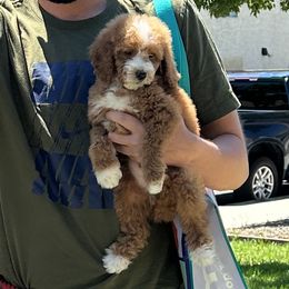 Boy 1 - Red  Goldendoodle puppy in Rialto, California from Bridge City Doodles