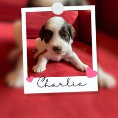 Australian Labradoodle Puppies from Fruitful Beginnings,LLC