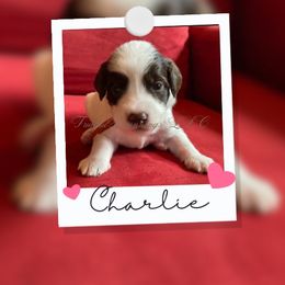 Australian Labradoodle Puppies from Fruitful Beginnings,LLC