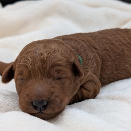 Green - Red  male Goldendoodle puppy in Midland, North Carolina from Alger Farm, LLC