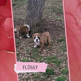 Flossy - Red brindle female Bulldog puppy in Missoula, Montana from Dazzle's Bulldogs