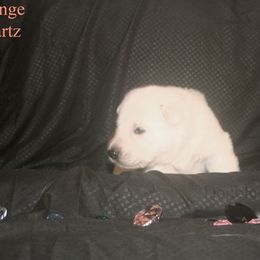 Quartz -Orange - White female German Shepherd puppy in Grimes County, Texas from Double H German Shepherds