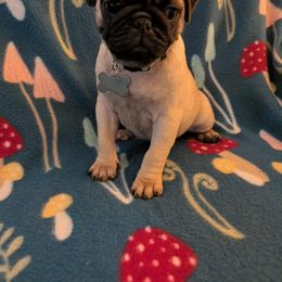 Pug Puppies from Lisa's Pugalicious Pugs