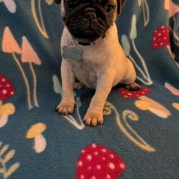 Pug Puppies from Lisa's Pugalicious Pugs