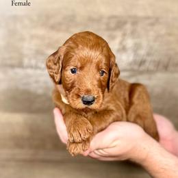 Isabelle - Red  female Goldendoodle puppy in Abilene, Texas from Mesquite Kennels