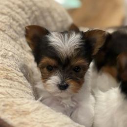 Xena - Parti female Yorkshire Terrier puppy in Fredericksburg, Virginia from VA Exclusive Yorkies