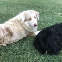 Companion Crosses, Miniature Australian Shepherds, and Pembroke Welsh Corgis from Hilltop Corgi Train