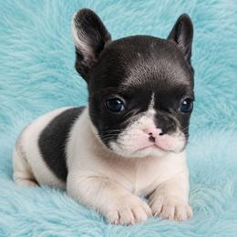 Blemish - Black and white female French Bulldog puppy in Maplewood, New Jersey from Poos&Bulls Keepsake