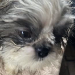 Ruby - Red and white female Shih Tzu puppy in St. Helena, California from Sattui little Shih Tzu of Napa Valley