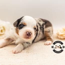 Pacey - Blue merle male Miniature American Shepherd puppy in Tonopah, Arizona from King's Miniature American Shepherds