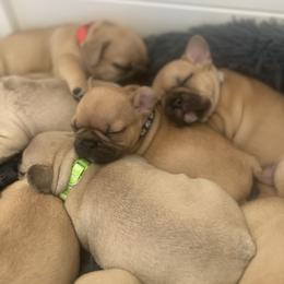 French Bulldog Puppies from White Hippo Frenchies