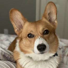 Pembroke Welsh Corgis from Aracelli's Corgis
