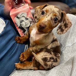 Dolly - Dachshund