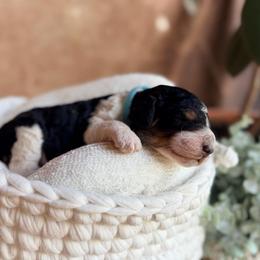 Arlo - Parti male Poodle puppy in Detroit Lakes, Minnesota from Pickerel Pups