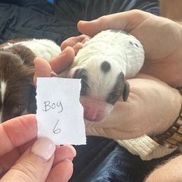 Puppy Boy 6 - White and liver male English Springer Spaniel puppy in Lynchburg, Virginia from Southern Springers