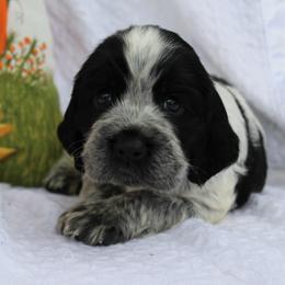 Cypress - Black and white female English Springer Spaniel puppy in Lexington, South Carolina from House Tiner Springers
