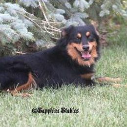 Asia - Miniature Australian Shepherd