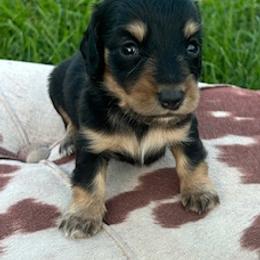 Girl 2 - Black and tan female Dachshund puppy in Oklahoma from Rockin’ S Kennel