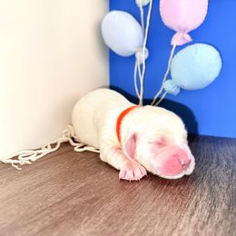 Golden Retriever Puppies from Top Gun Golden Retrievers