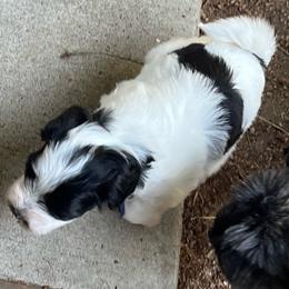 Jasper - Parti male Miniature Schnauzer puppy in Port Orchard, Washington from Silver Bells Miniature Schnauzers