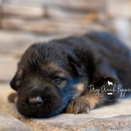 Eric - Black and red male German Shepherd puppy in Pomona, Missouri from Dry Creek Puppies, LLC