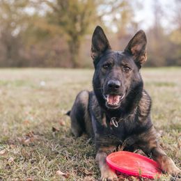 Ash - German Shepherd