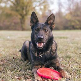 Ash - German Shepherd