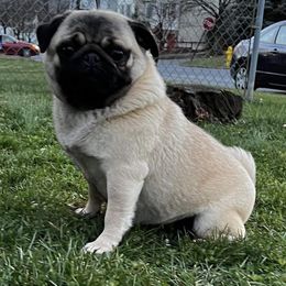 Lainey - Pug